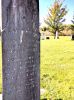 Photo of headstones/thumb_John McLennan 1817-1895 Middle River cem NS